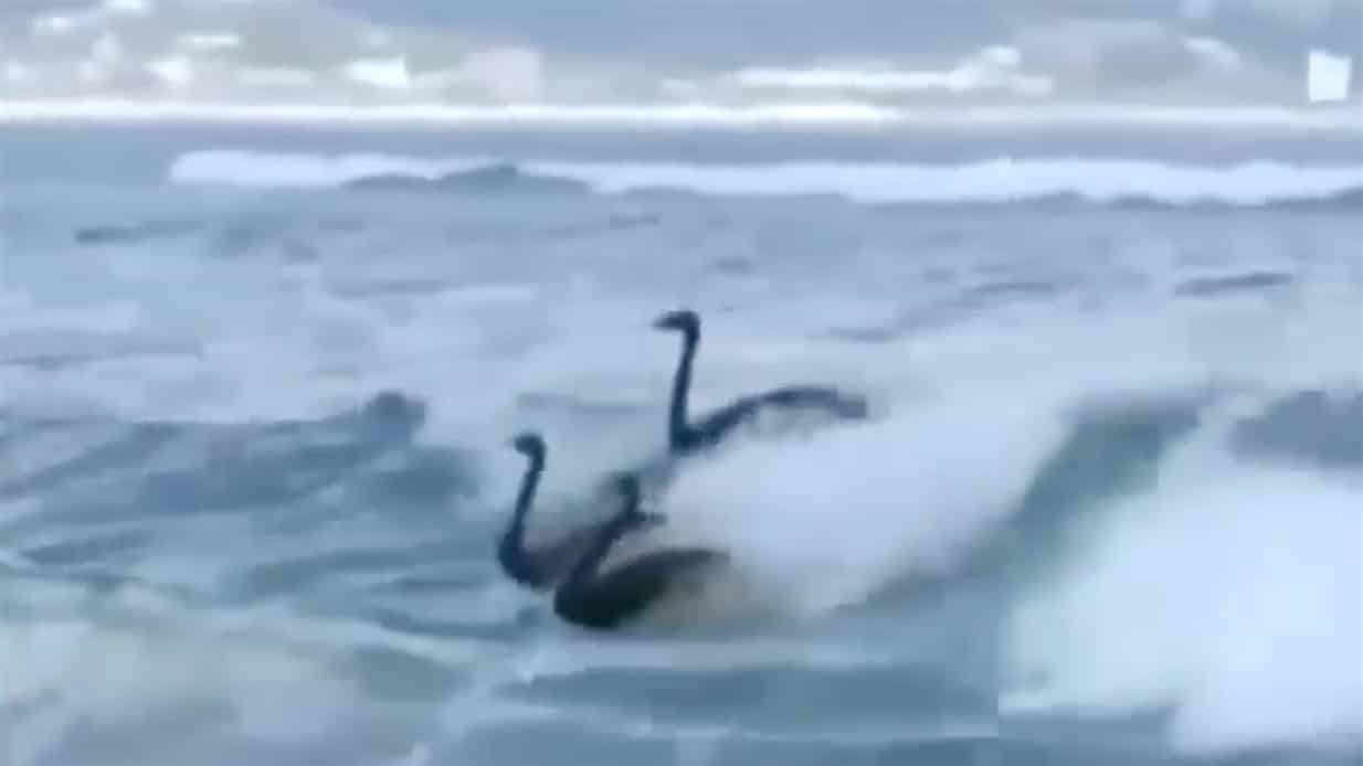 Spektakulart_2016_Black_swans_surfing_Black_swans_surfing